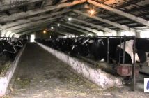 Rafturi pline de produse lactate în condițiile în care laptele moldovenesc dispare