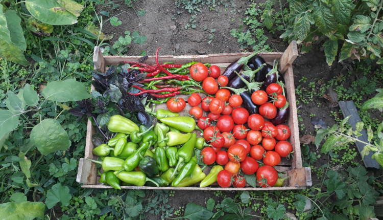 agricultura bio